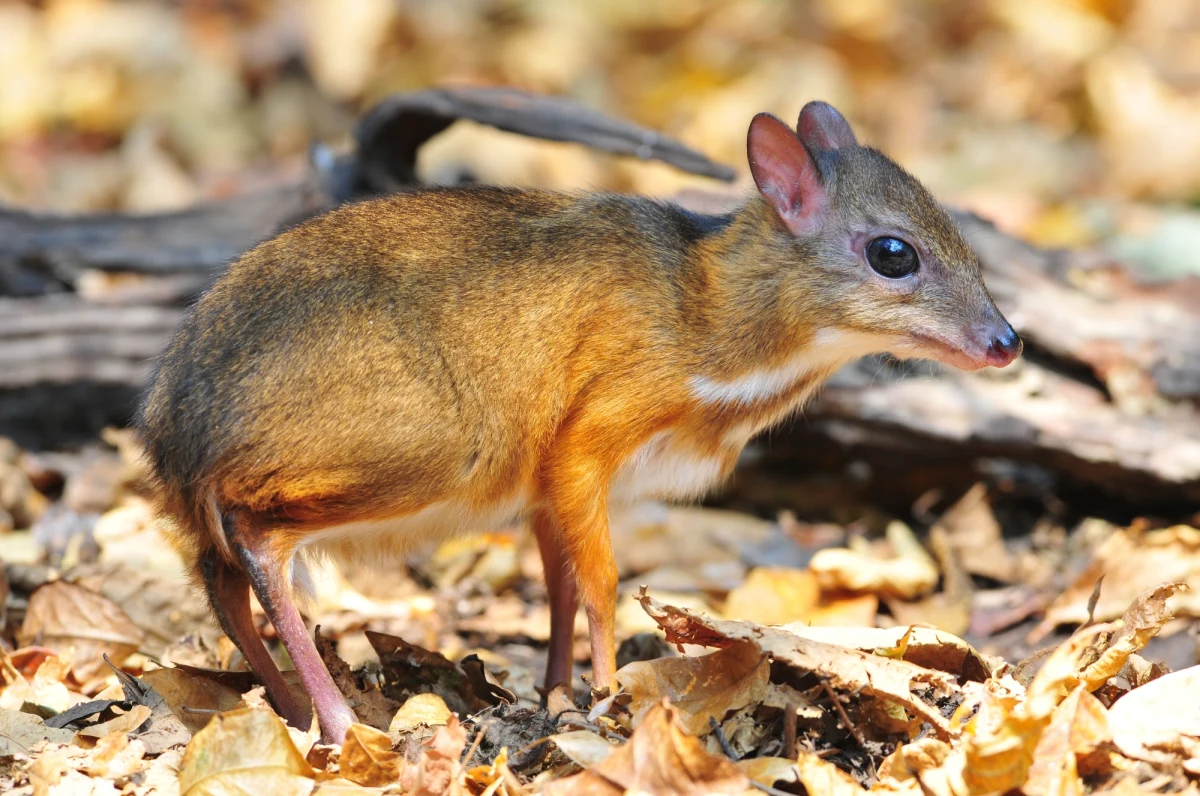 Warszawskie zoo poinformowało o narodzinach kolejnego myszojelenia. Kanczyl jawajski przyszedł na świat 21 grudnia. „Taki świąteczny prezent sprawiła nam para warszawskich kanczyli Linda i Arnold” - poinformował w mediach społecznościowych stołeczny ogród zoologiczny.