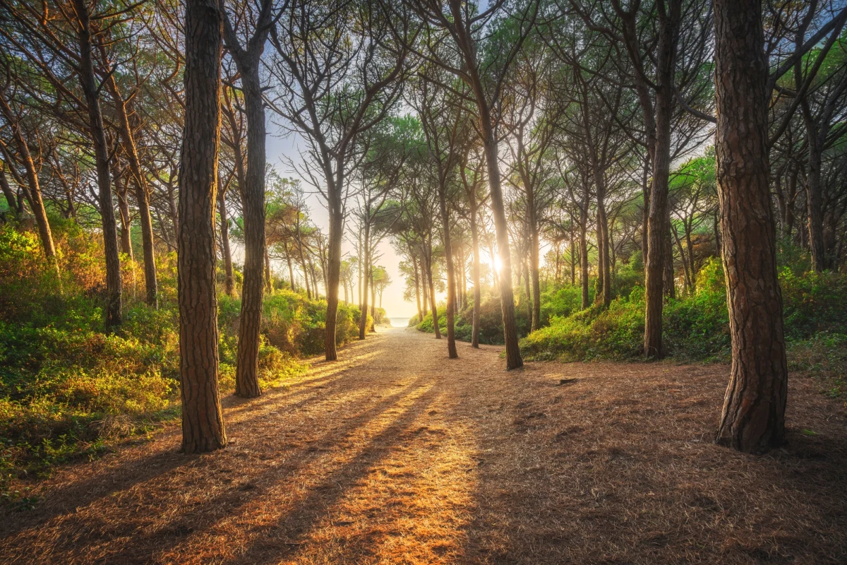 10 tysięcy euro znalazł w Boże Narodzenie w lesie koło miasta Sondrio na północy Włoch starszy mężczyzna. Pieniądze zaniósł na komendę policji, która wszczęła postępowanie, by ustalić ich pochodzenie - podała agencja Ansa.