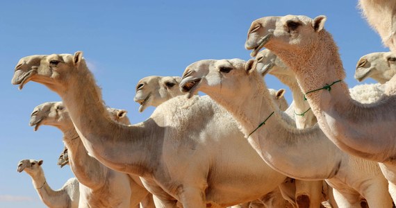W Arabii Saudyjskiej rozstrzygnięto konkurs "wielbłądzich piękności". Rywalizację wierzchowców z garbem wygrali hodowcy z Wielkiej Brytanii.