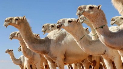 Brytyjskie wielbłądy najlepsze w konkursie króla Arabii Saudyjskiej