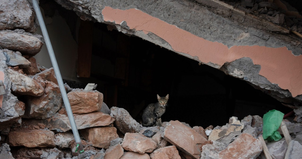 Los animales advierten de los terremotos.  Las serpientes alguna vez fueron ignoradas