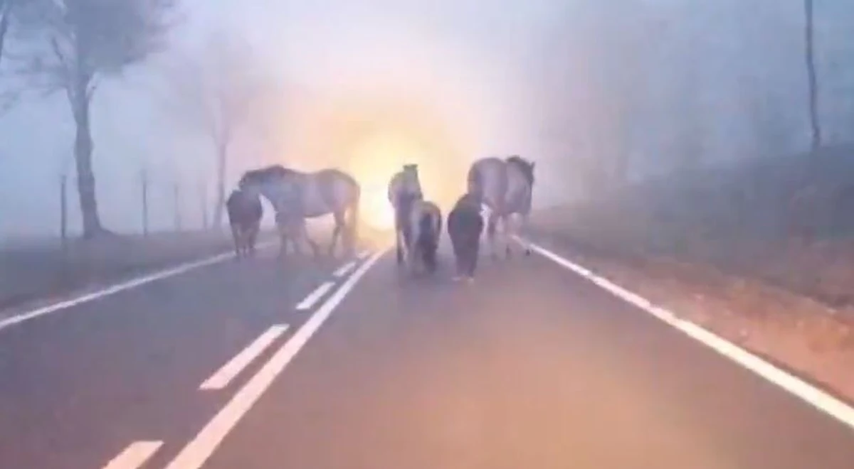 Nietypowa noworoczna interwencja policjantów z Lidzbarka Warmińskiego. Musieli czuwać nad stadem koni i kucyków. Wystraszone hukiem fajerwerków zwierzęta biegały pod drodze wojewódzkiej 544.       
