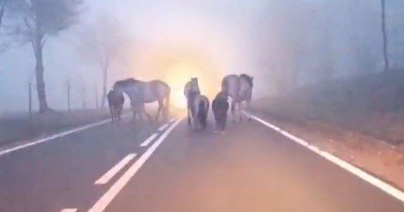 Nietypowa noworoczna interwencja policjantów z Lidzbarka Warmińskiego. Musieli czuwać nad stadem koni i kucyków. Wystraszone hukiem fajerwerków zwierzęta biegały pod drodze wojewódzkiej 544.       