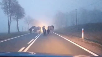 "Wyłoniły się z mgły". Policjantów zaskoczyło zgłoszenie