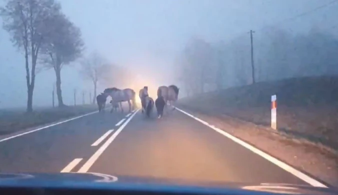 "Wyłoniły się z mgły". Policjantów zaskoczyło zgłoszenie