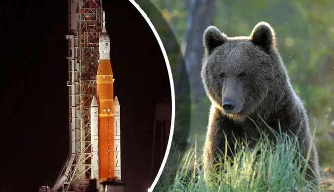 "The Washington Post": Wielka tajemnica niedźwiedzi. Sprawą zainteresowały się NASA i wojsko