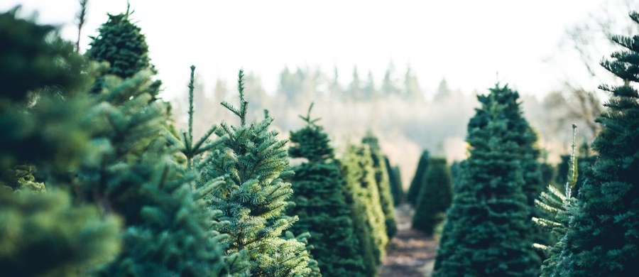 Mieszkańcy Łodzi będą mogli tchnąć w swoje świąteczne drzewka nowe życie. Wszystko dzięki corocznej inicjatywie łódzkiego Leśnictwa Miejskiego i Ogrodu Botanicznego.