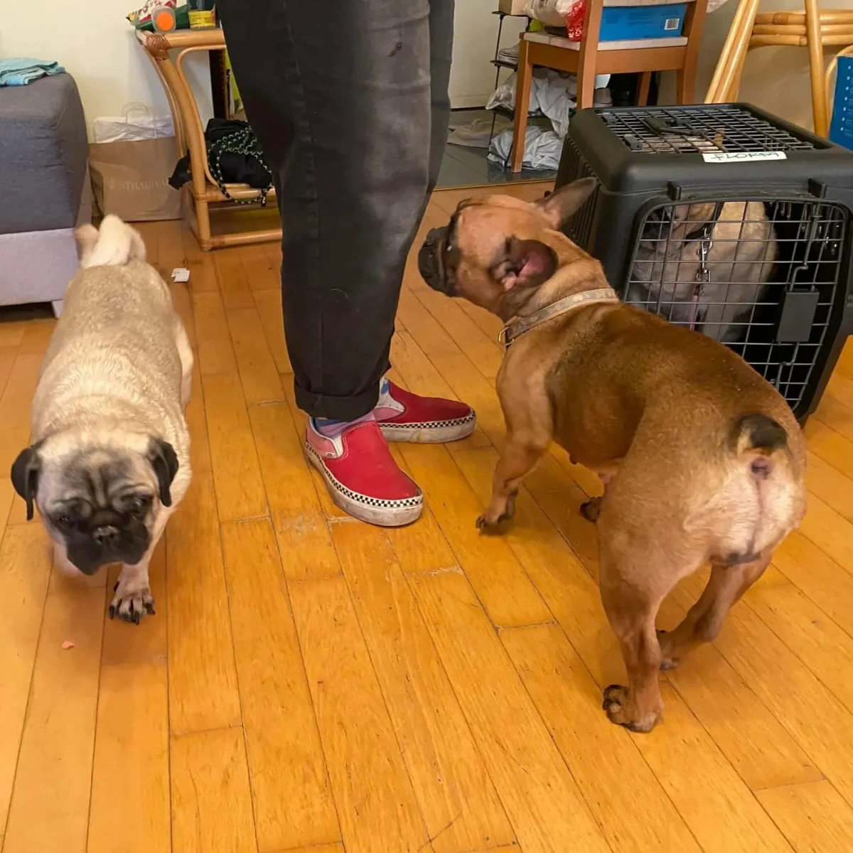 Skrajną nieodpowiedzialnością wykazali się lokatorzy mieszkania na warszawskiej Ochocie. Policjanci musieli interweniować w lokalu, gdzie od tygodnia przebywały trzy psy pozostawione bez opieki. O sytuacji poinformowali zaniepokojeni sąsiedzi. Zwierzęta nie miały dostępu do wody ani jedzenia. Policja wyjaśnia okoliczności zdarzenia.