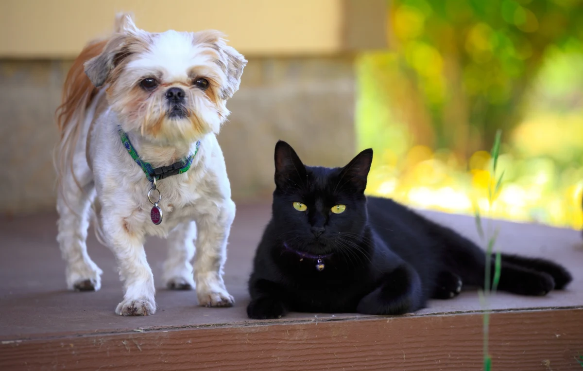 ​To zdarzenie świadczy o wielkiej przyjaźni tych zwierząt. Domowy kot z Edmond w Oklahomie ocalił życie zaatakowanego przez kojoty kompana - małego, kudłatego pieska - podaje agencja UPI.