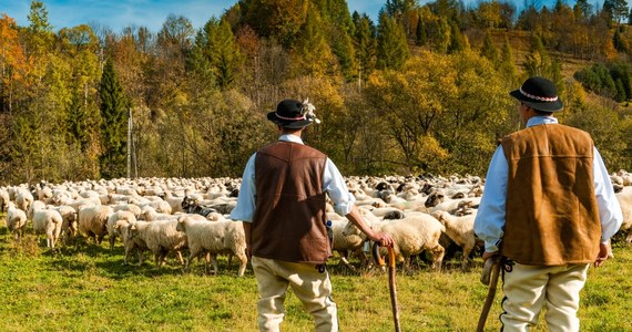 2 mln zł dotacji mogą dostać bacowie z Małopolski na kulturowy wypas owiec. Organizacje pozarządowe zrzeszające hodowców mają czas na składanie wniosków do 26 stycznia.

