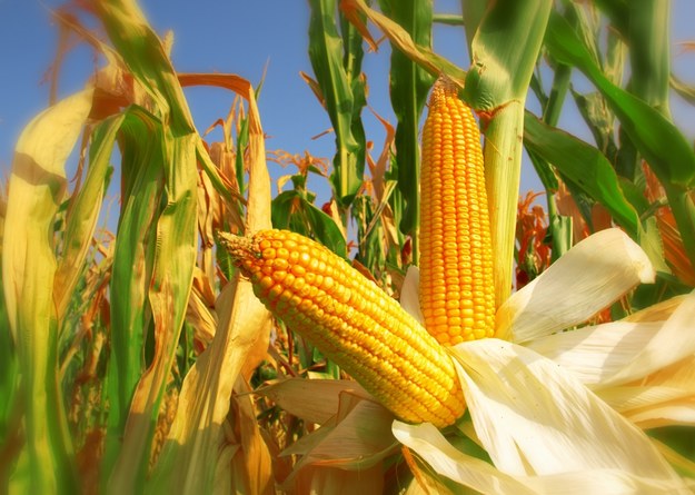 1 mld zł dla producentów kukurydzy. KE ma zatwierdzić pomoc w tym miesiącu