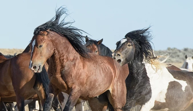 Dzikie konie problemem mieszkańców Nevady. Liczne wypadki