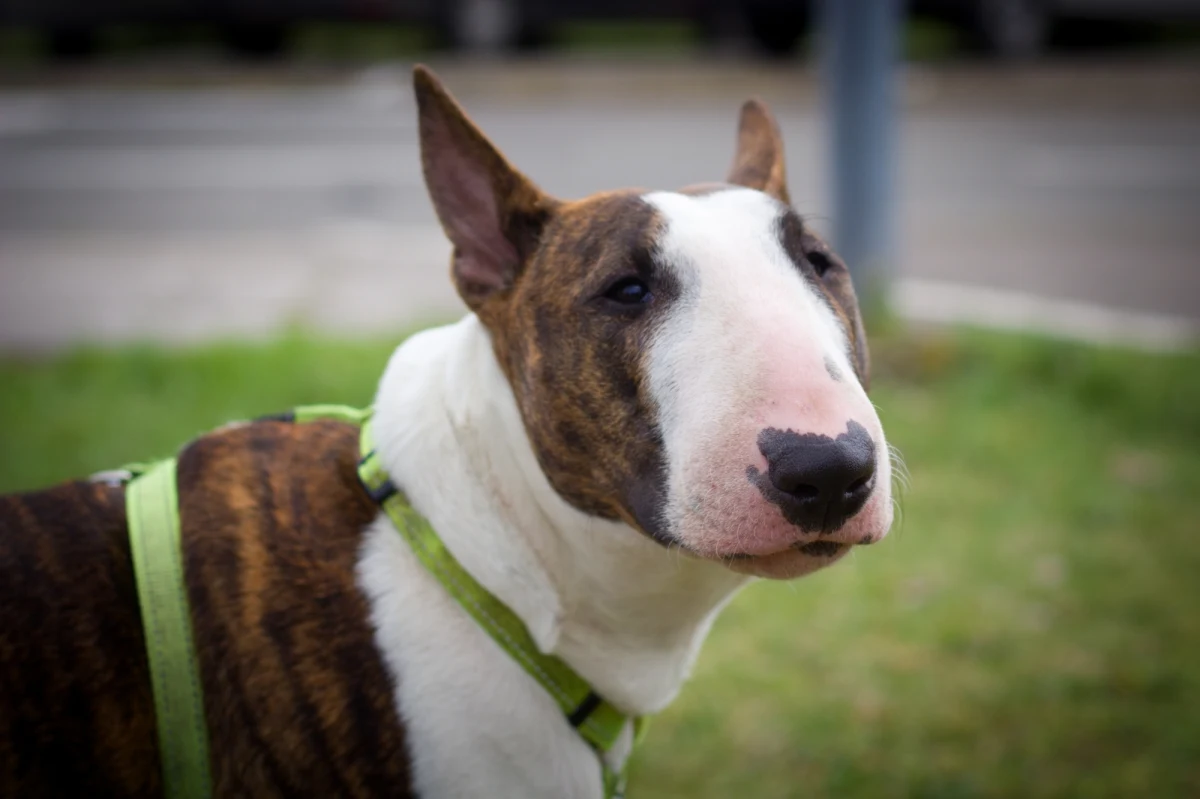 Wstępne wyniki sekcji zwłok wykazały, że 7-tygodniowa dziewczynka ze Zgorzelca zmarła w wyniku obrażeń odniesionych po pogryzieniu przez psa; na ciele dziecka nie stwierdzono obrażeń, które mogły powstać w inny sposób - poinformował rzecznik Prokuratury Okręgowej w Jeleniej Górze prok. Tomasz Czułowski.