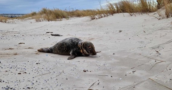 Na plaży w Świnoujściu znaleziono ranną fokę. Na zwierzę natknęli się pracownicy rozbudowujący terminal LNG. Na miejsce został wezwany Błękitny Patrol WWF.