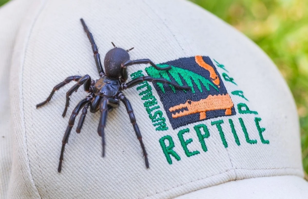 Ma 7,9 cm, jest największym okazem samca z gatunku atraks (uważanego za najbardziej jadowitego na świecie) i właśnie znalazł nowy dom. Mowa o Herkulesie, pająku odnalezionym ostatnio w Australii i przekazanym Australijskiemu Parkowi Gadów.