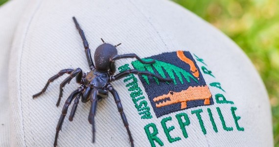 Ma 7,9 cm, jest największym okazem samca z gatunku atraks (uważanego za najbardziej jadowitego na świecie) i właśnie znalazł nowy dom. Mowa o Herkulesie, pająku odnalezionym ostatnio w Australii i przekazanym Australijskiemu Parkowi Gadów.