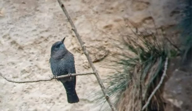 Sensacja ornitologiczna w Belgii. Nikt go nie widział od 150 lat