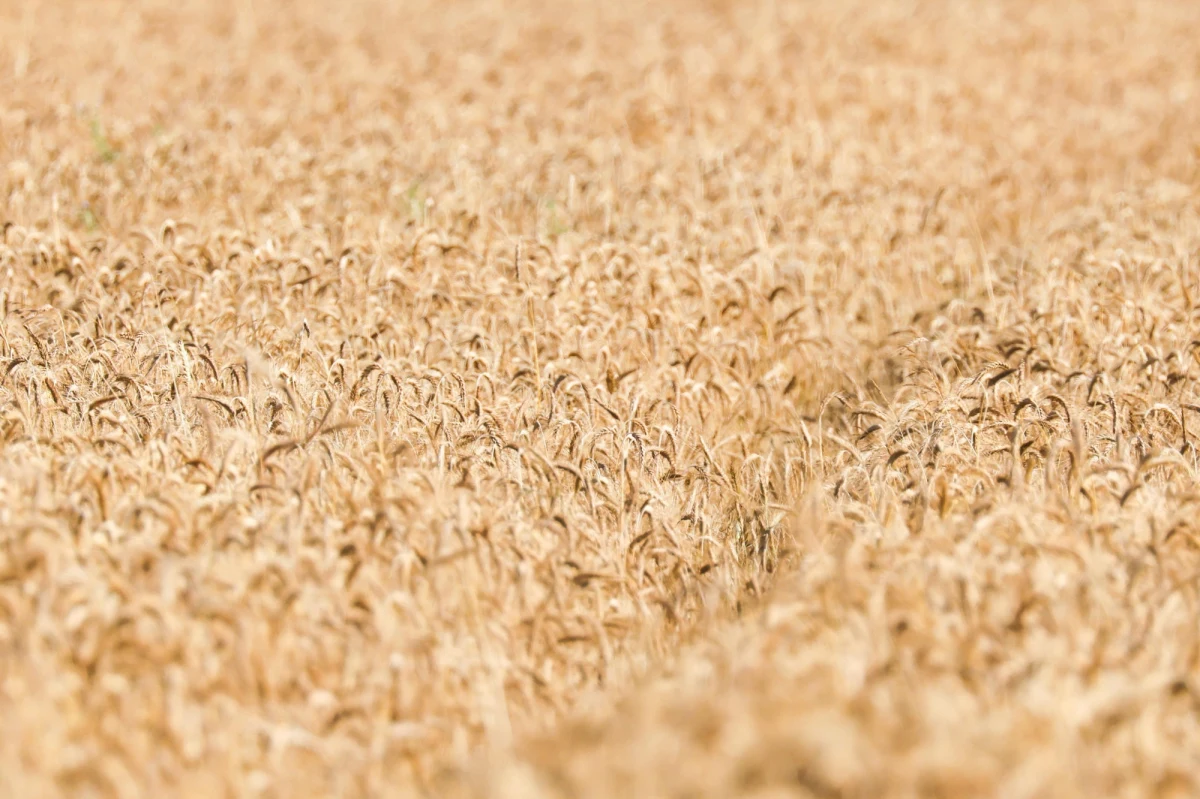 "Kontynuacja przywilejów handlowych dla Ukrainy zawartych w wygasającym w tym roku unijnym rozporządzeniu, grozi ponownym kryzysem nadmiernego importu produktów rolnych z tego kraju" - ostrzega unijny komisarz ds. rolnictwa Janusz Wojciechowski. 