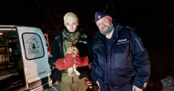 Pomorscy policjanci uratowali ranną sowę. Leżące na jezdni zwierzę zauważyli mundurowi z powiatu bytowskiego. Sówka została oddana w ręce specjalistów.