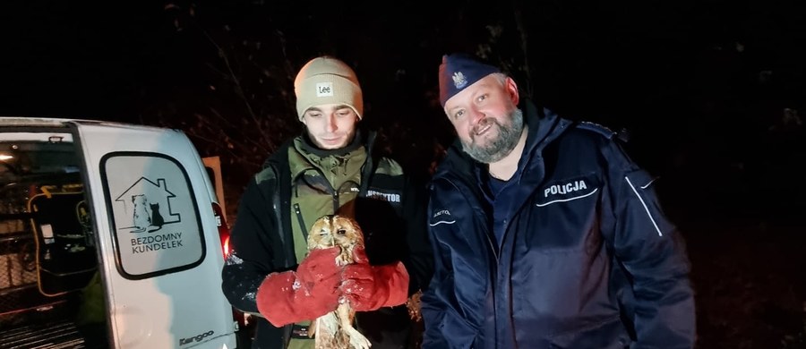 Pomorscy policjanci uratowali ranną sowę. Leżące na jezdni zwierzę zauważyli mundurowi z powiatu bytowskiego. Sówka została oddana w ręce specjalistów.