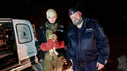 Policjanci znaleźli półżywą sowę