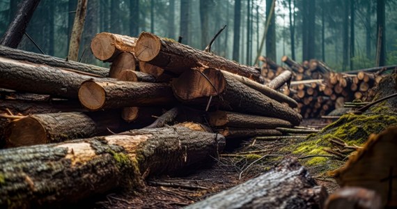Resort środowiska wydał decyzję o wstrzymaniu lub ograniczeniu na pół roku wycinek lasów w 10 wskazanych lokalizacjach, cennych przyrodniczo. To między innymi Puszcza Augustowska, Świętokrzyska, Knyszyńska, lasy trójmiejskie i otaczające Wrocław oraz Bieszczady.
