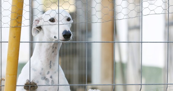 Parlament Korei Południowej przyjął ustawę, zgodnie z którą hodowla i ubój psów na mięso oraz dystrybucja lub sprzedaż psiego mięsa zostaną zakazane - informuje agencja Yonhap. Nowe przepisy wejdą w życie po trzyletnim okresie przejściowym. 
