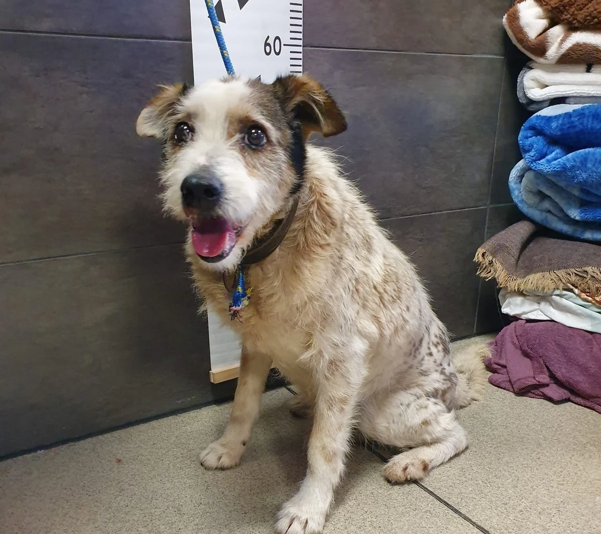 Kierowca samochodu dostawczego uratował od zamarznięcia psa. W poniedziałek wieczorem w Zatorze ( woj. małopolskie) dostrzegł zaniedbane i zziębnięte zwierzę. Zabrał je do samochodu, a potem przekazał policjantom.