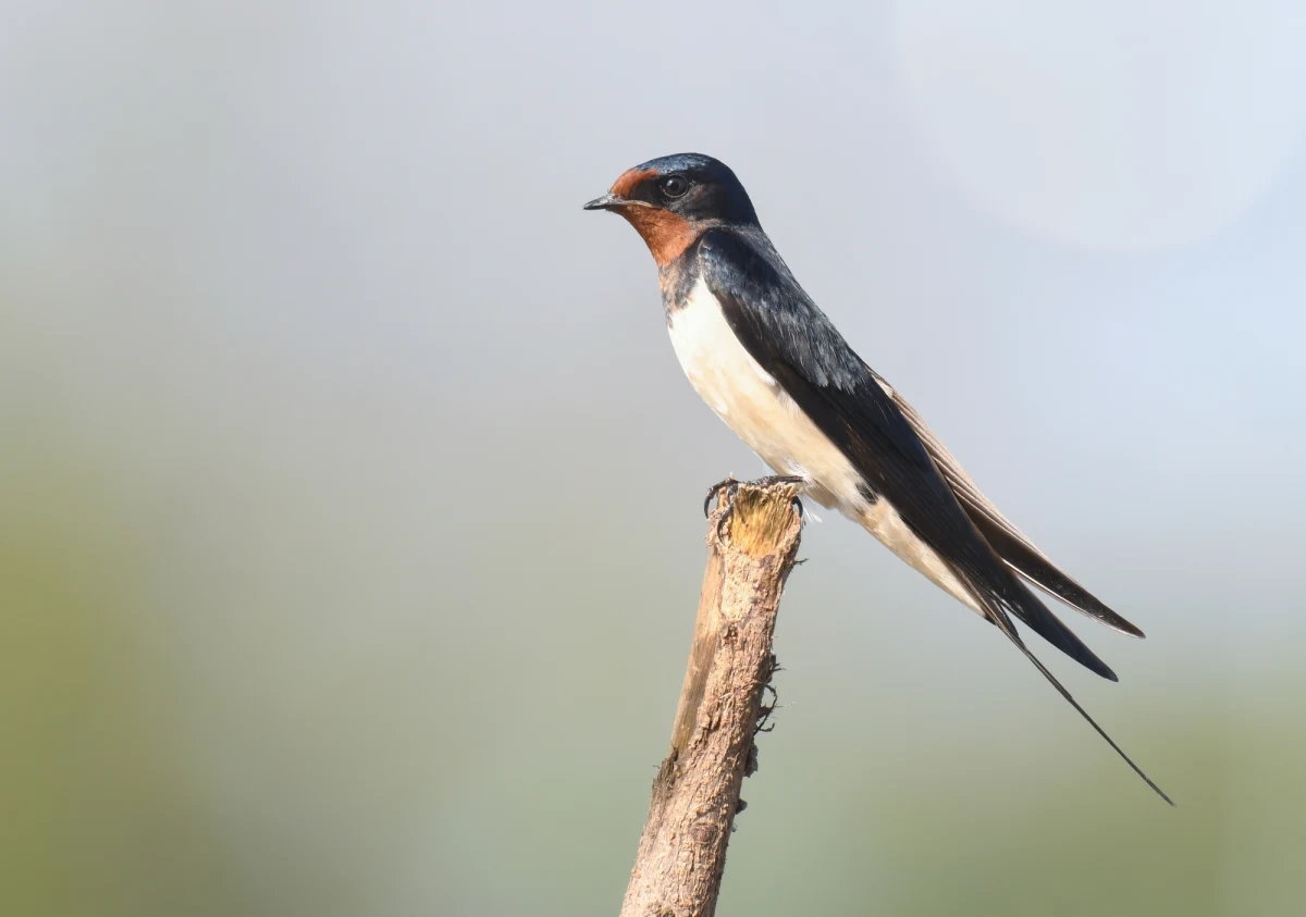 42-letni mieszkaniec Świebodzic na Dolnym Śląsku odpowie przed sądem za zniszczenie gniazda jaskółek, w którym znajdowały się pisklęta. Oskarżonemu grożą trzy lata więzienia. To jeden z pierwszych aktów oskarżenia w takiej sprawie w Polsce.