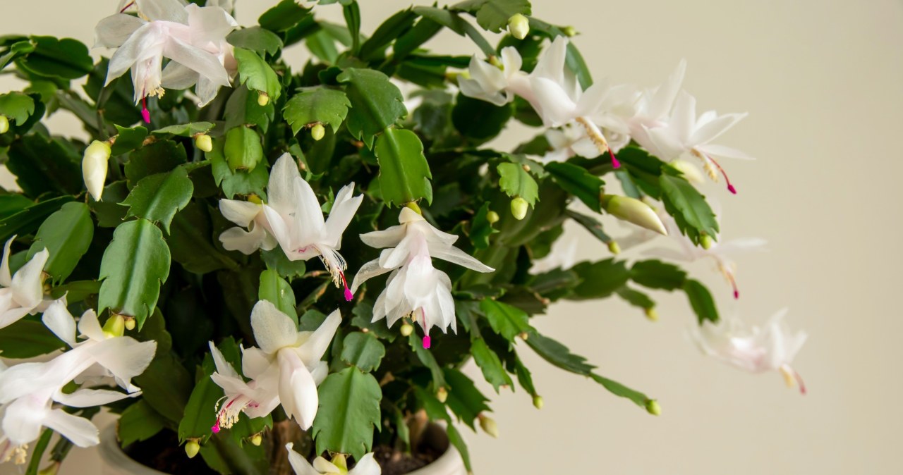 Grudnik marnieje. Jak uratować kaktus bożonarodzeniowy? Grudnik marnieje. Jak uratować kaktus bożonarodzeniowy?