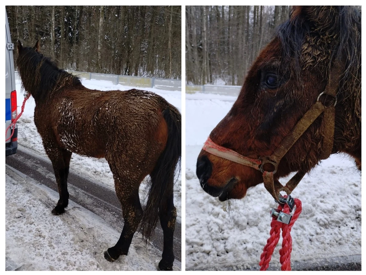 Policjanci z drogówki, mierzący prędkość pojazdów na krajowej 8 w pobliżu Augustowa, zauważyli konia biegającego po skrzyżowaniu. Zwierzę uciekło z pastwiska.    