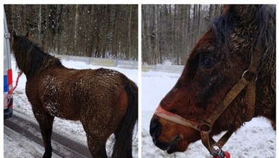 Koń na trasie szybkiego ruchu 