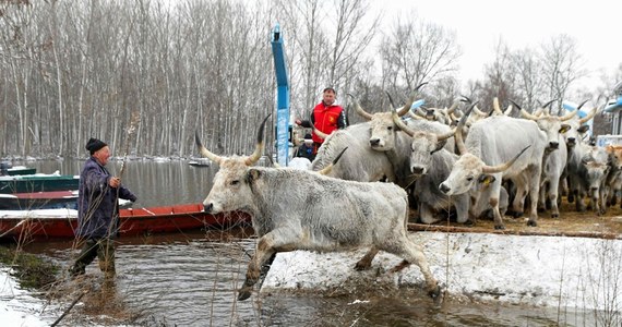 Trwa bezprecedensowa akcja ratowania stada koni i krów, które wezbrana woda Dunaju uwięziła na wyspie w pobliżu Nowego Sadu w Serbii. Ewakuacja setki zwierząt może trwać nawet kilka tygodni. 