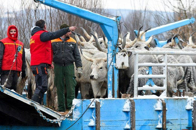 /NENAD MIHAJLOVIC /AFP/EAST NEWS