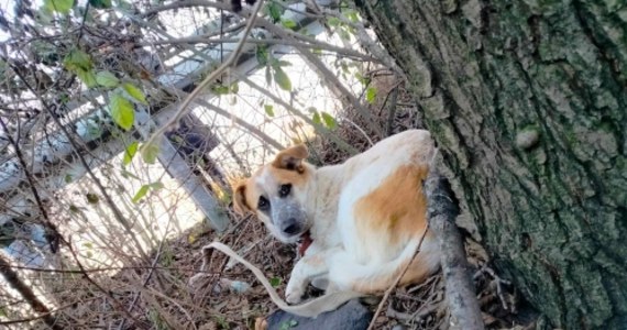 To wyjątkowe okrucieństwo. Ktoś porzucił psa i na mrozie przywiązał go do drzewa – informuje w mediach społecznościowych Schronisko dla bezdomnych zwierząt w Krotoszynie ( Wielkopolskie ). Placówka apeluje o pomoc w znalezieniu sprawcy.
