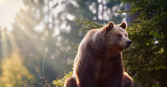Wyjątkowym nagraniem podzielił się w mediach społecznościowych Tatrzański Park Narodowy. To materiał, który zarejestrowała kamera umieszczona na obroży niedźwiedzia. 