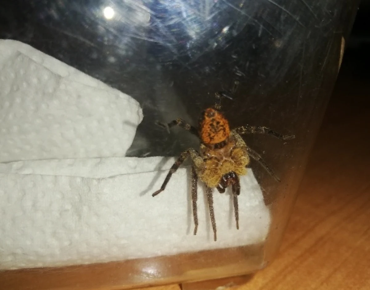 Jadowity pająk - potocznie nazywany Nosferatu - został znaleziony w przesyłce z Portugalii na lotnisku Chopina. Pajęczak trafił w ręce specjalistów.