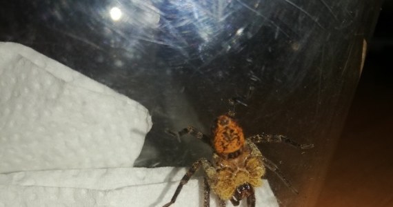 Jadowity pająk - potocznie nazywany Nosferatu - został znaleziony w przesyłce z Portugalii na lotnisku Chopina. Pajęczak trafił w ręce specjalistów.