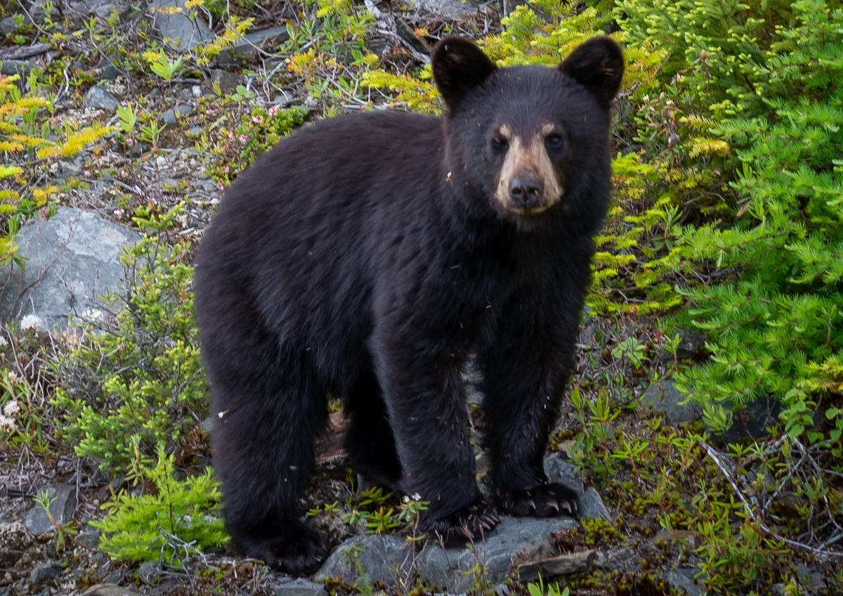 Niedźwiedź himalajski, który został znaleziony w opuszczonym zoo we wschodniej Ukrainie pięć miesięcy po inwazji Rosji w 2022 roku, został przygarnięty w piątek przez szkockie zoo w okolicach Edynburga.