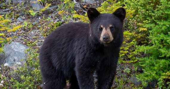 Niedźwiedź himalajski, który został znaleziony w opuszczonym zoo we wschodniej Ukrainie pięć miesięcy po inwazji Rosji w 2022 roku, został przygarnięty w piątek przez szkockie zoo w okolicach Edynburga.