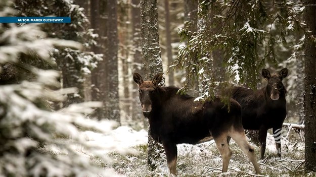 Wiosną i latem kryją się na niedostępnych trzęsawiskach i bagnach. Postronny obserwator nie ma szans aby podejrzeć ich życie, a co dopiero fotografować. Łosie - bo o nich mowa - dają jednak przyrodnikom wyjątkową szansę. I na obserwacje i na zdjęcia. Ten czas to zima, kiedy za pokarmem przechodzą ze swoich bagiennych kryjówek na twardy, leśny grunt. O wyjątkowej szansie na cudowne zdjęcia z łosiem w roli głównej - Marcin Szumowski.