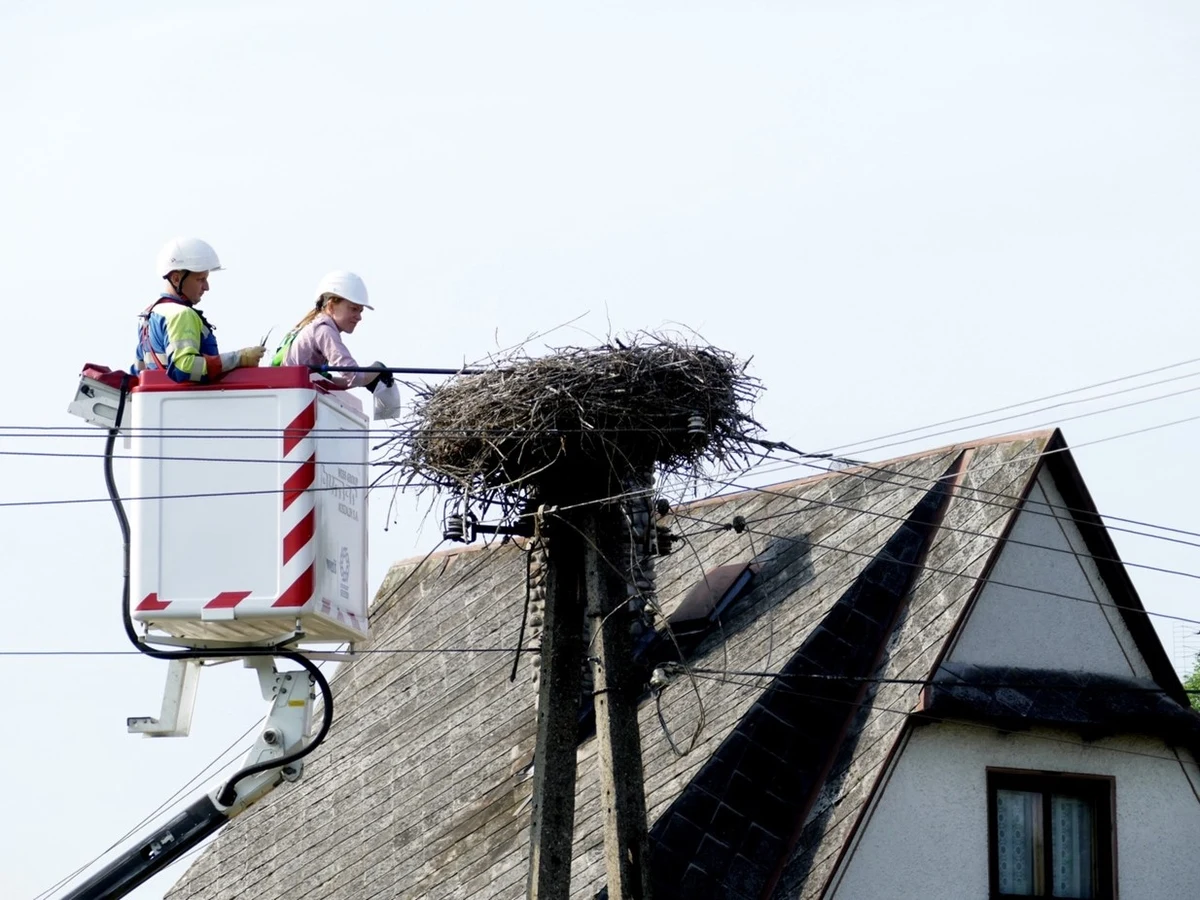 Naukowcy ostrzegają: śmiecimy tak bardzo, że zwierzęta zaczęły wprowadzać odpady do swojej diety i wykorzystują je w nienaturalny dla siebie sposób. Kraby zamiast zmieniać muszle na coraz większe wolą mieszkać w plastikowych opakowaniach, a bociany nie tylko budują gniazda z odpadów, ale żywią się nimi.

