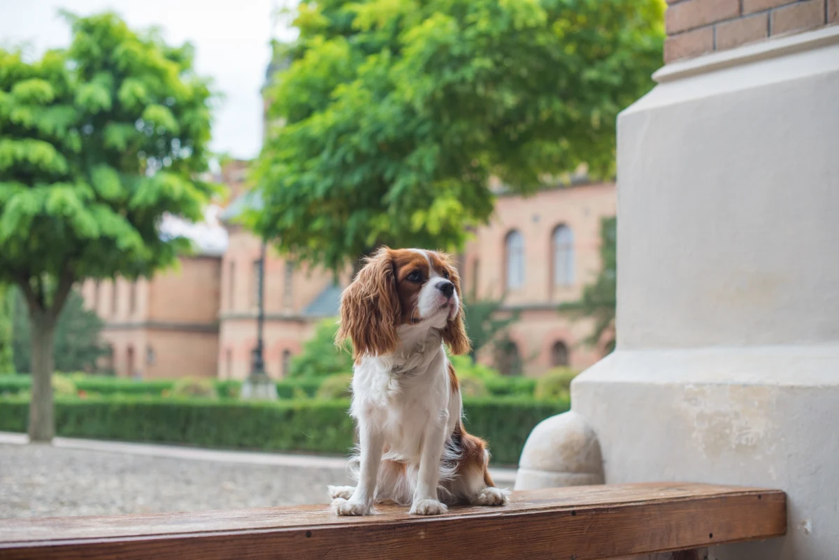 Jak zareagują studenci na obecność psa na wydziale? Czy przyprowadzanie swoich pupili na zajęcia poprawi integrację grupy? M.in. na te pytania starają się odpowiedzieć badacze Wydziału Nauk Społecznych Uniwersytetu Gdańskiego w ramach akcji "Pies na WNS".