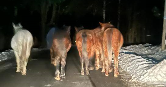 7 koni uciekło z zagrody i poruszało się drogą wojewódzką 965 w Kopalinach, a potem drogą powiatową w stronę Nowego Wiśnicza. Policjanci doprowadzili do tego, że zwierzęta zeszły na pobocze, gdzie czekały na właścicielkę.  