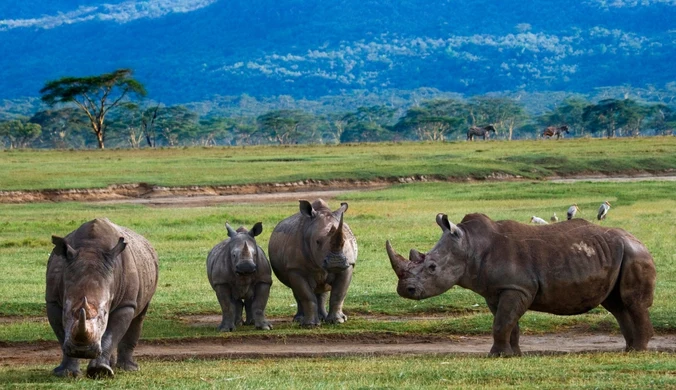 Zabrali nosorożce i mają plan. Mówią o "strategicznym działaniu"