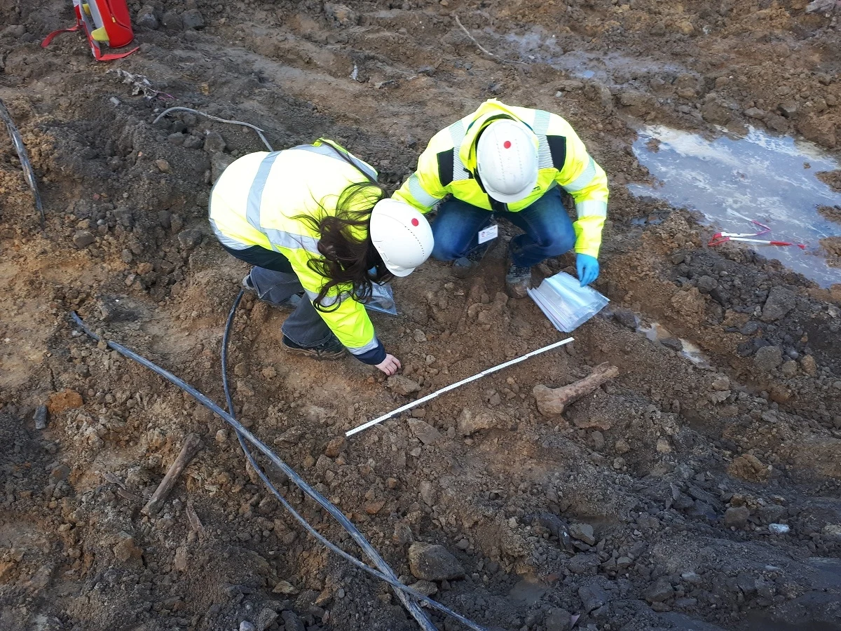 Kolejne odkrycie archeologiczne na budowie warszawskiego metra. Szczątki zwierząt odnaleziono na ostatnim odcinkau linii metra M2 na Karolin. Kości wykopali robotnicy na Bemowie, metr pod ziemią, w okolicy przyszłej stacji Lazurowa. Na miejsce wezwano archeologów. Prac budowlanych jednak nie wstrzymano.