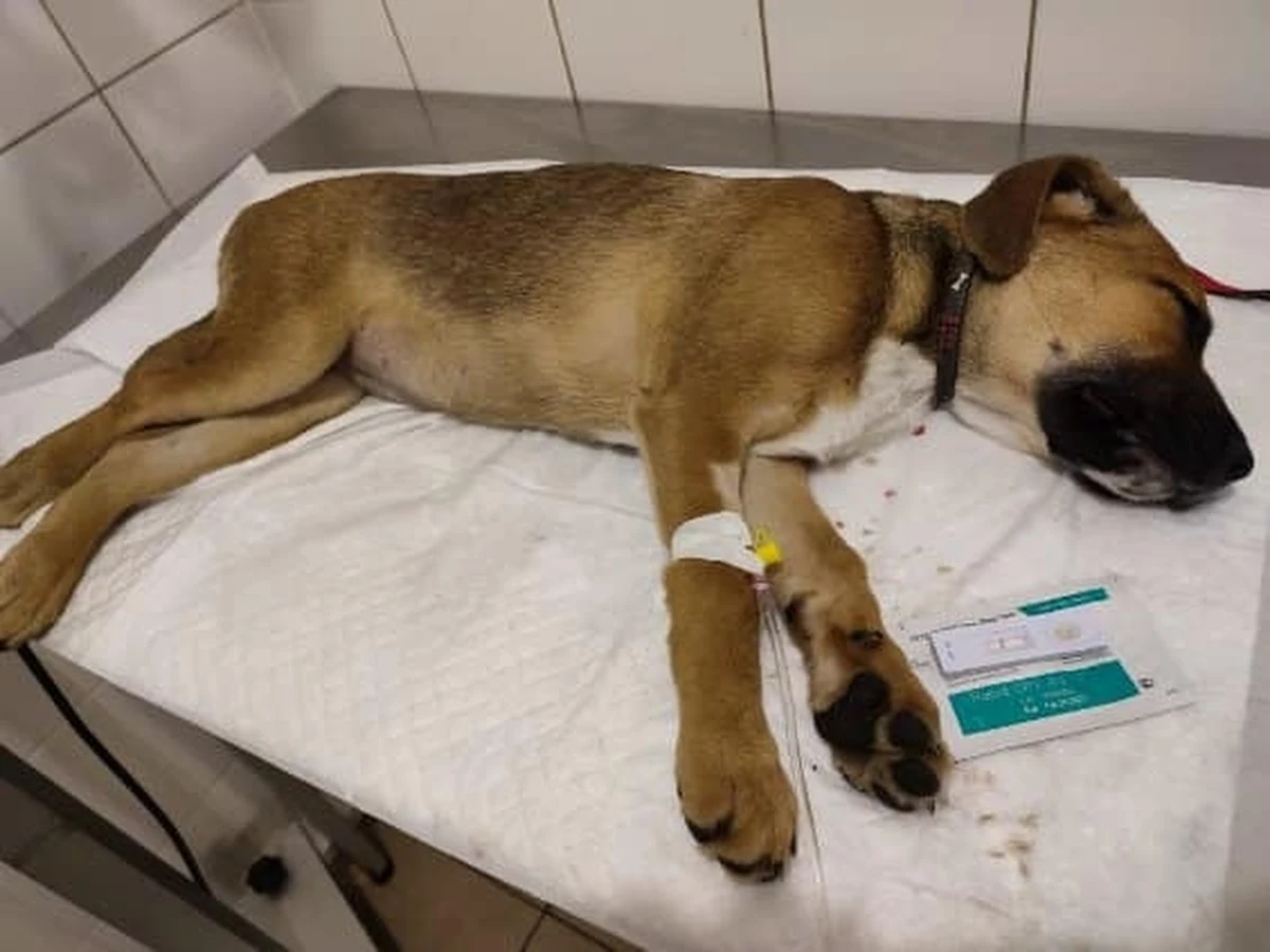 Cztery szczeniaki trafiły do schroniska dla bezdomnych zwierząt w Kaliszu. Dwa z nich niestety zmarły. Zwierzęta były wyziębione i odwodnione. Lekarze nie wykluczają, że ktoś znęcał się nad psami.