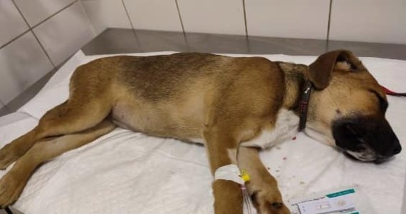 Cztery szczeniaki trafiły do schroniska dla bezdomnych zwierząt w Kaliszu. Dwa z nich niestety zmarły. Zwierzęta były wyziębione i odwodnione. Lekarze nie wykluczają, że ktoś znęcał się nad psami.