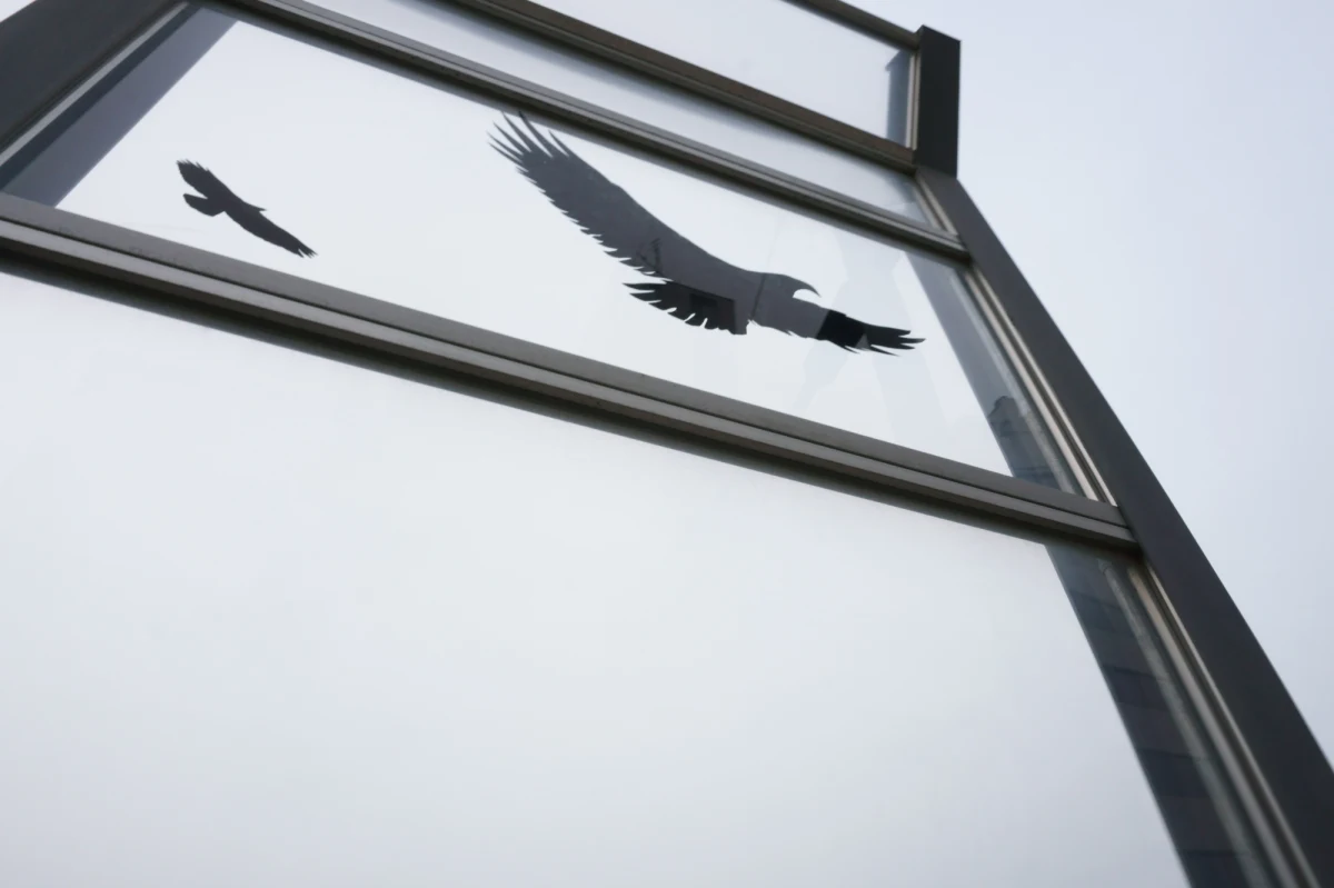 Po zastosowaniu specjalnej folii ze wzorem UV widocznym dla ptaków mniej z nich uderza w szklane powierzchnie - wynika ze wstępnego monitoringu przeprowadzonego przez badaczy i studentów Uniwersytetu w Białymstoku. 