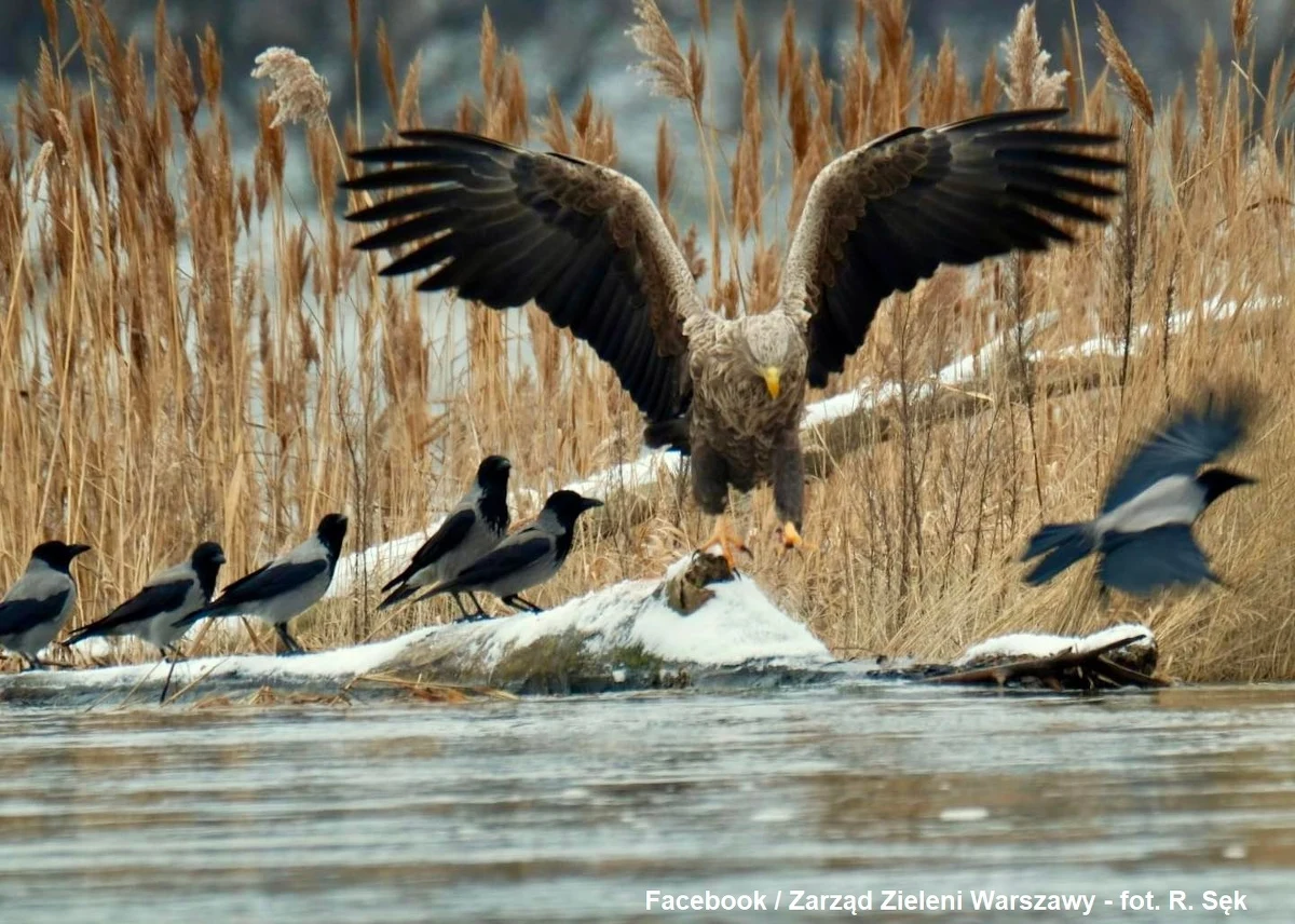 Na warszawskiej Pradze pojawił się bielik. Dyrektor warszawskiego zoo Andrzej Kruszewicz powiedział, że nie ma w tym nic dziwnego, bo bieliki zamieszkują wyspy wiślane - to ich świat.